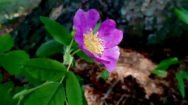 wild-roses-natural-light-northern-flowers-ontario
