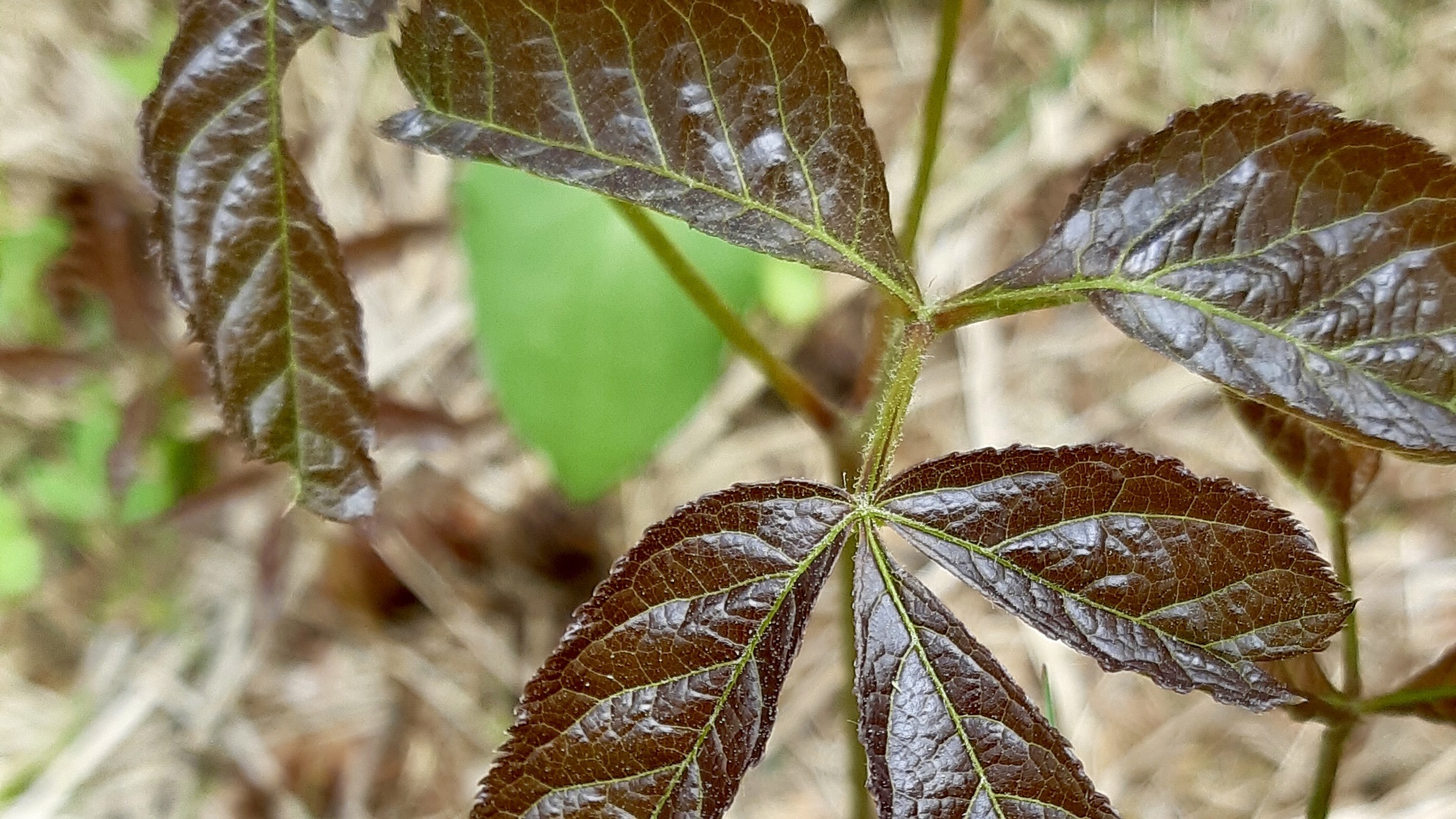 Witness the beauty of native Wild Sarsaparilla (Aralia nudicaulis) as its unique bronze leaves unfurl in spring. Bring this Ontario woodland gem to your garden and support our arts and land programs!