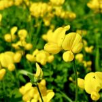 Golden patches of Birdsfoot Trefoil brighten the summer fields of Northwestern Ontario. Photo: Jamie Bell