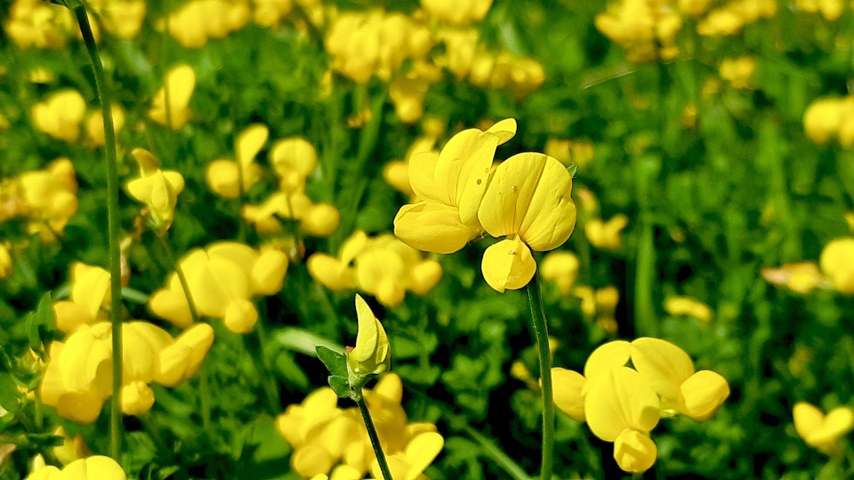 Golden patches of Birdsfoot Trefoil brighten the summer fields of Northwestern Ontario. Photo: Jamie Bell