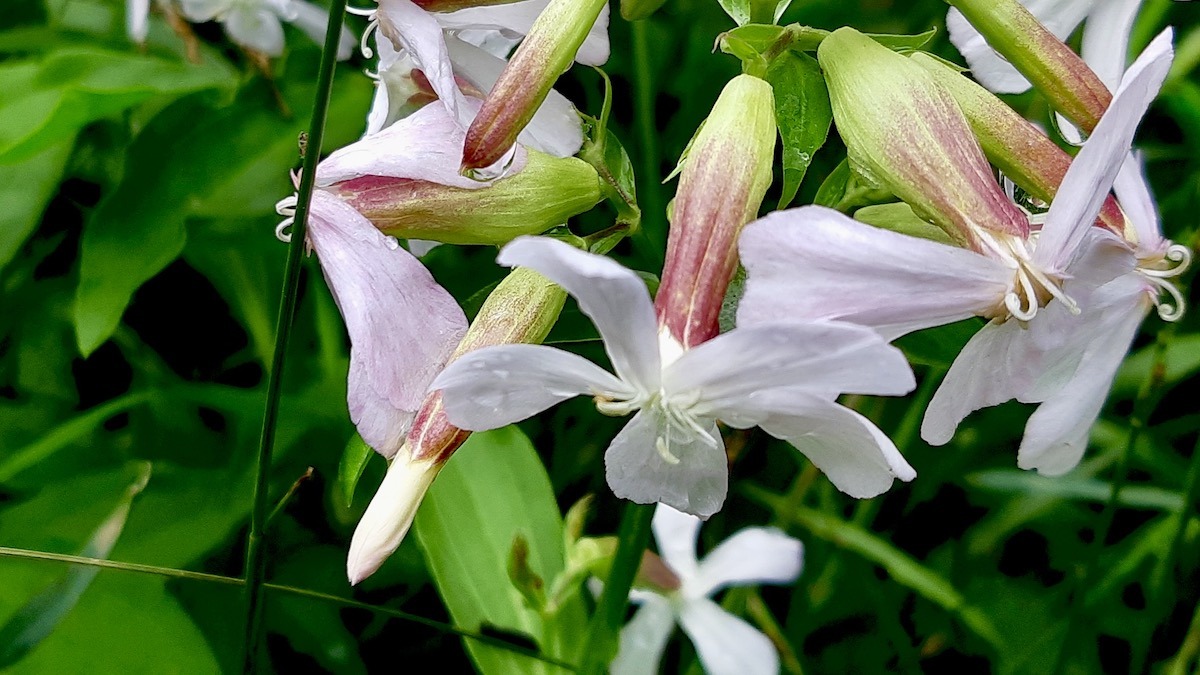 A detailed view of Bouncing Bet's five-petaled bloom and its characteristic tubular calyx. These features are key for accurate identification in the field.