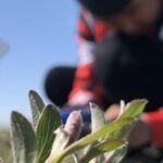 Inuk youth photographer and musician Tony Eetak is one of the many members of The Arts Incubator capturing plants across regions this summer.