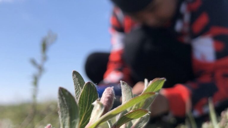 Inuk youth photographer and musician Tony Eetak is one of the many members of The Arts Incubator capturing plants across regions this summer.
