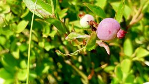 Northwestern Ontario blueberries, just starting to turn. Soon they'll be perfectly ripe for picking!