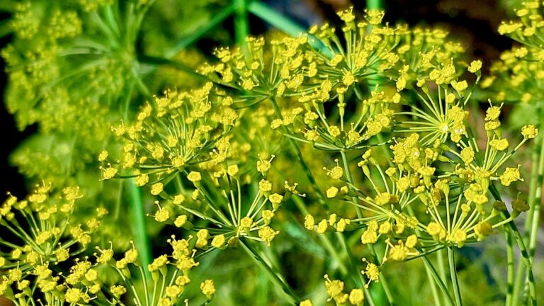 The delicate yellow flowers of dill, promising fresh flavour. Photo: Jamie Bell