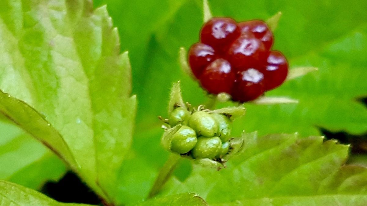 A close look at Dwarf Red Raspberries, a focus of our art and storytelling project on native plants.