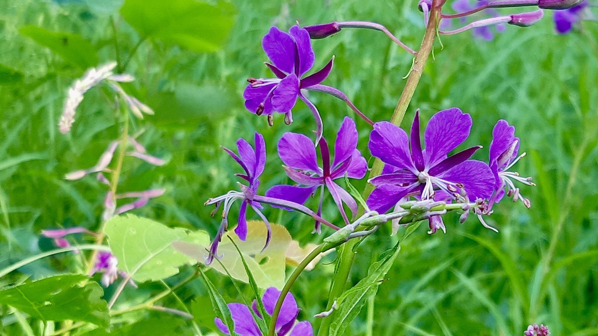 The vibrant purple blooms of Fireweed, a sure sign of midsummer. Photo: Jamie Bell
