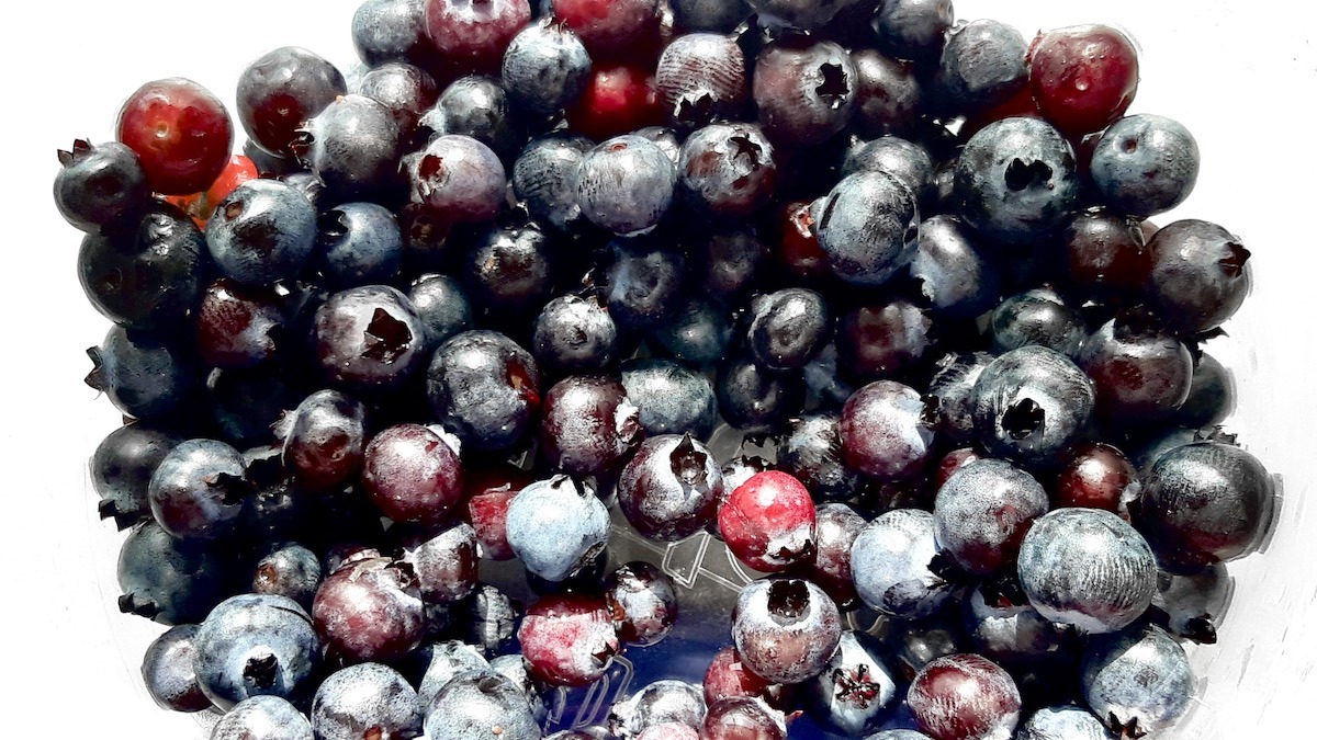 It's that time of summer! We're starting to see the blueberries ripe enough for picking. Photo: Jamie Bell