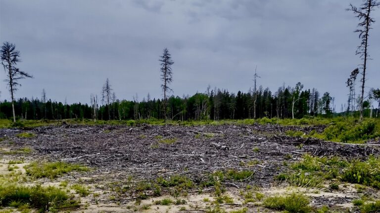 The visible expanse of cut timber in Northwestern Ontario illustrates the practice of clearcutting. While some trees remain standing on the horizon, this scene underscores the extensive removal of forest cover and its immediate impact on the ecosystem. Photo: Terri Bell
