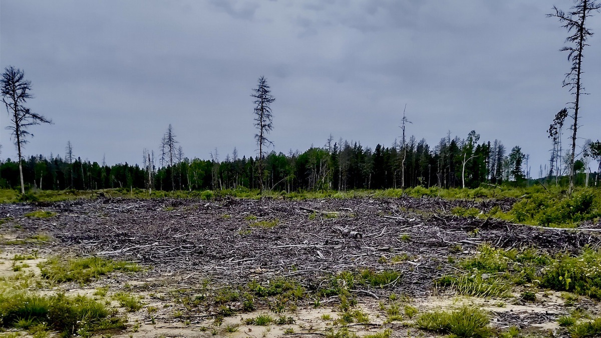 The visible expanse of cut timber in Northwestern Ontario illustrates the practice of clearcutting. While some trees remain standing on the horizon, this scene underscores the extensive removal of forest cover and its immediate impact on the ecosystem. Photo: Terri Bell