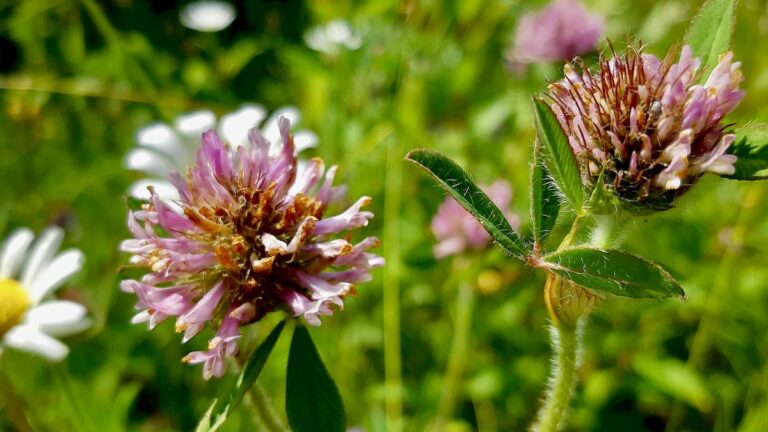 Red Clover: the familiar charm of a summer meadow in Northwestern Ontario. Photo: Jamie Bell