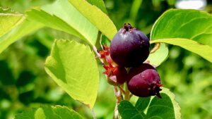 Nature's candy: Saskatoon berries are almost here! We're tracking their progress with one of our arts projects this year.