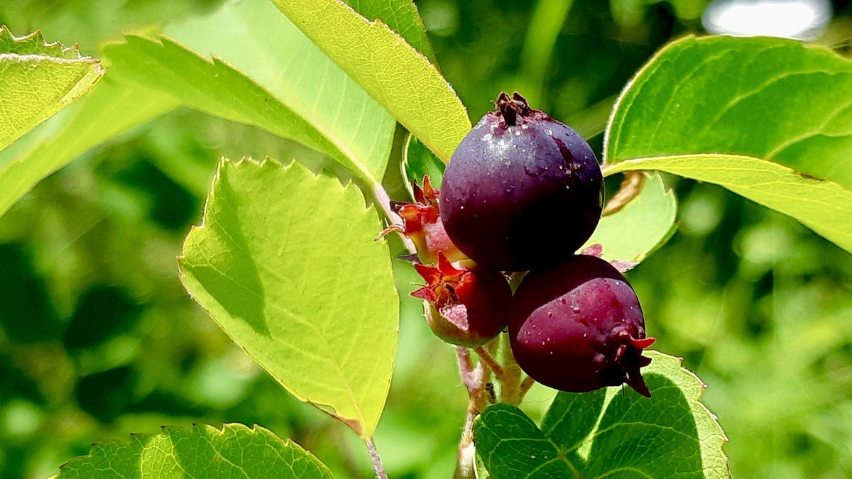 Nature's candy: Saskatoon berries are almost here! We're tracking their progress with one of our arts projects this year.