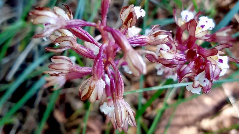 The mysterious elegance of Spotted Coralroot on the forest floor of Ontario. Photo: Jamie Bell