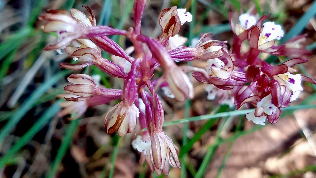 The mysterious elegance of Spotted Coralroot on the forest floor of Ontario. Photo: Jamie Bell