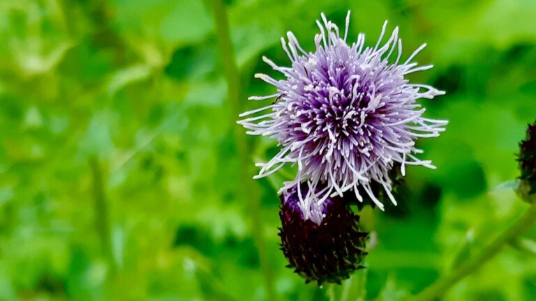The intricate details of a thistle flower in full bloom in Northwestern Ontario. Photo: Jamie Bell