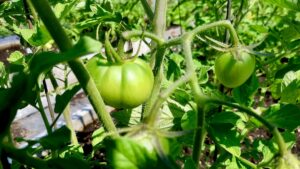 Tomato Time