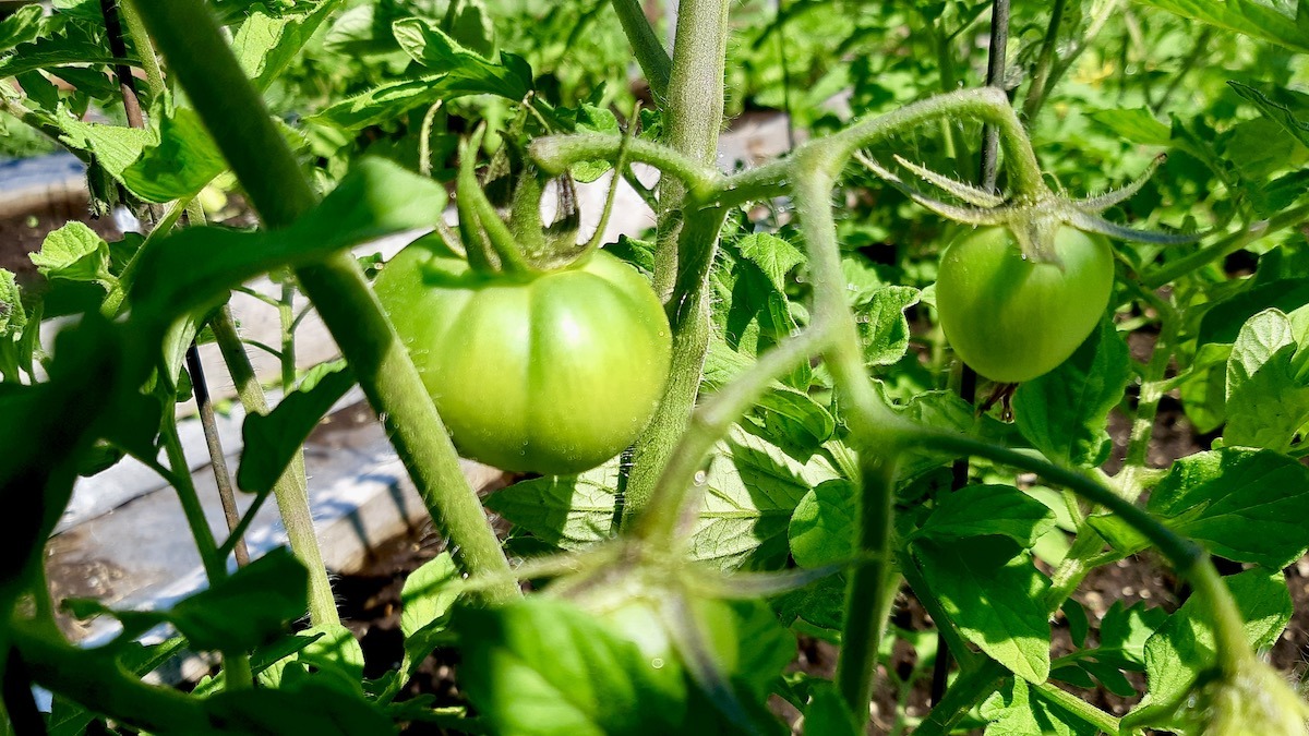tomatoes-northern-gardening-northern-ontario