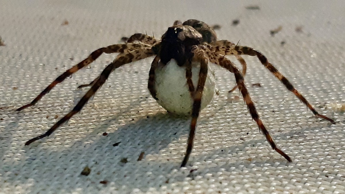 A female wolf spider in Northwestern Ontario carries her large, round egg sac. This mother keeps her future spiderlings safe by attaching the sac directly to her body, a clear example of maternal care.