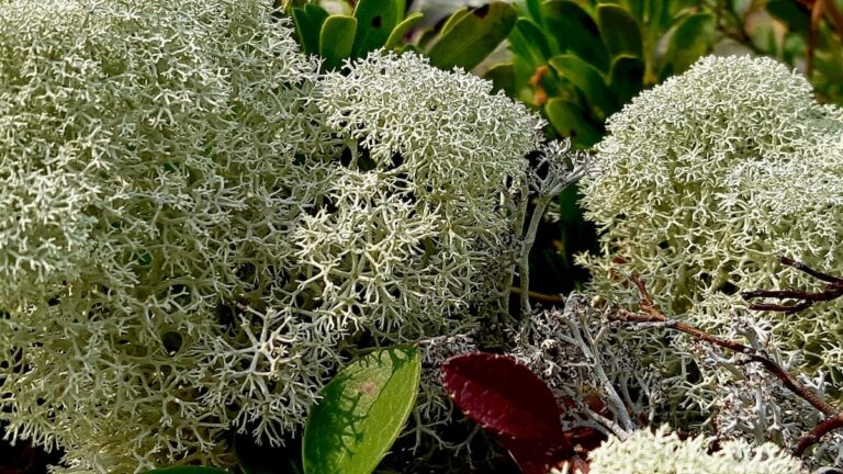 A detailed look at the intricate and delicate structure of Reindeer Lichen.
