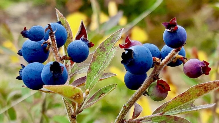The changing seasons are starting to show themselves in the landscape, adding another layer of beauty to our blueberry picking. This photograph not only shows the full, ripe fruit but also hints at the yellows and reds on the leaves preparing for fall. It's a great example of the natural colors our artists and photographers are working to capture.