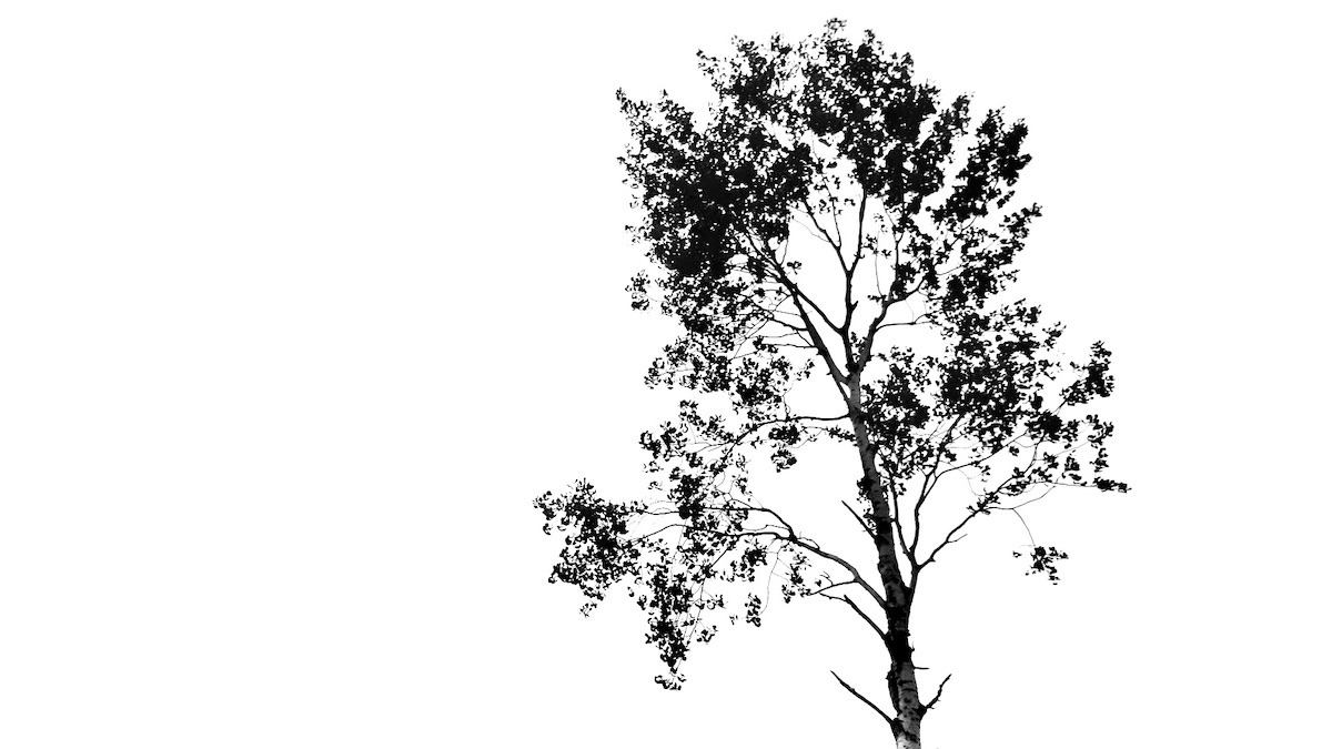 This stark, simple image of a tree against a bright sky captures the spirit of our black and white photography project. Without the distraction of color, we are able to focus on the strong lines and delicate branches that define its shape. It’s a powerful example of how much we can see when we are encouraged to look differently at the world around us. Photo: Jamie Bell
