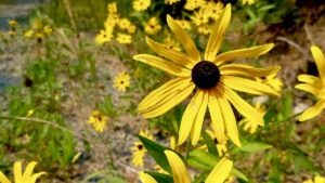 A vibrant Black-eyed Susan stands tall, its golden petals reaching towards the sun. The deep, rich center of the flower provides a striking contrast, making it a beloved sight in Northern Ontario meadows.