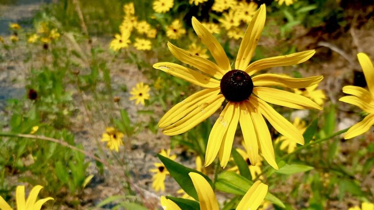 A vibrant Black-eyed Susan stands tall, its golden petals reaching towards the sun. The deep, rich center of the flower provides a striking contrast, making it a beloved sight in Northern Ontario meadows.