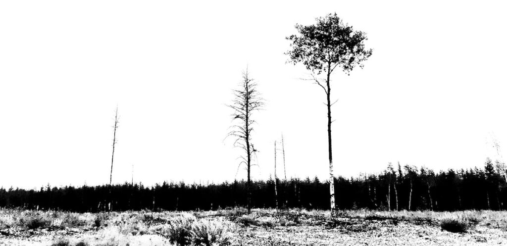 Working in black and white has given our photographers a new way to appreciate the landscape during our berry harvest this week.