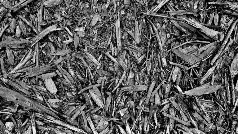 The intricate details of dried, splintered wood tell a story of clear-cutting and the environmental impact left behind. This photograph, captured in black and white, forces the viewer to confront the raw reality of the landscape and the fire hazard it represents. The image is a powerful tool for visual storytelling and a conversation about land stewardship. Photo: Terri Bell