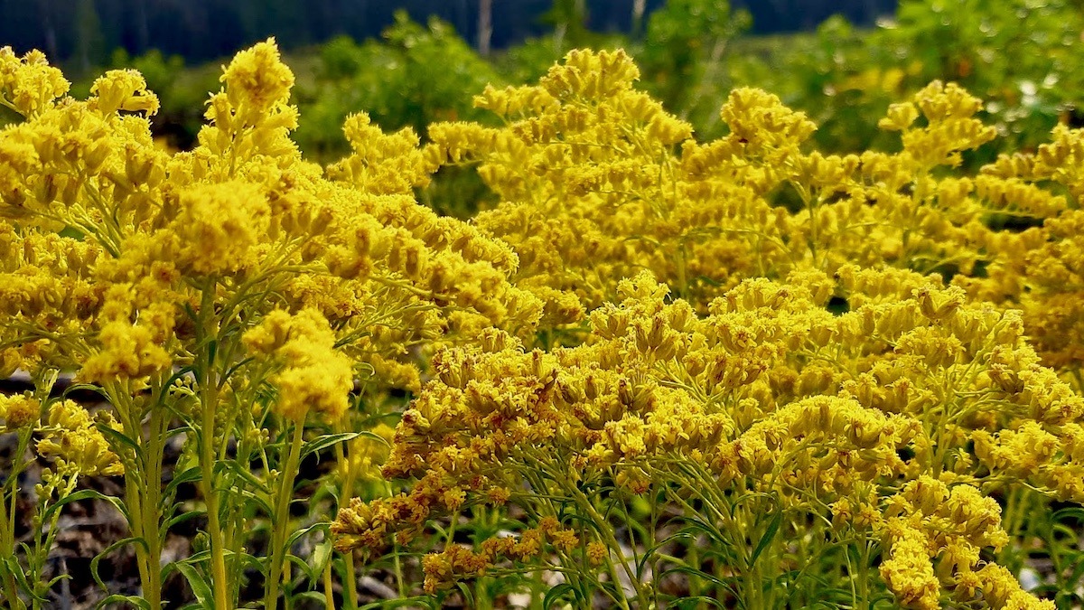 A field of bright goldenrod reaches for the August sun. These flowers are a vital late-season food source for pollinators in Northern Ontario.