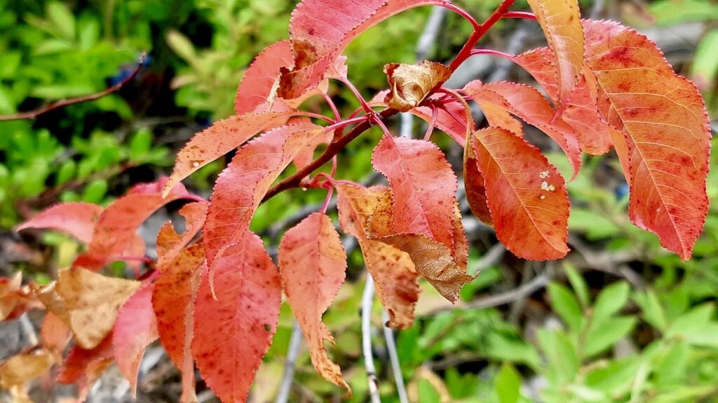 The changing seasons are starting to show themselves in the landscape, adding another layer of beauty to our blueberry picking.