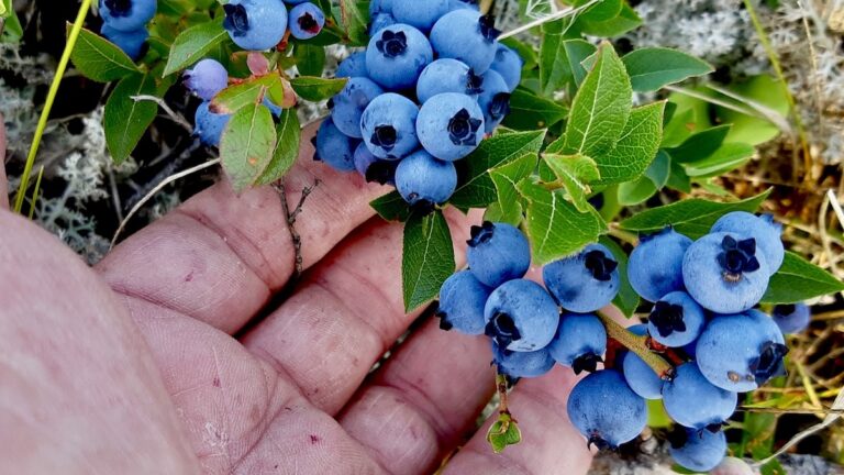 A hand gently holds a cluster of ripe wild blueberries, showcasing the bounty of the Northwestern Ontario summer.