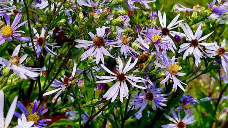 A cluster of asters in full bloom. These stunning native wildflowers provide a final splash of color and a crucial food source for pollinators as the summer winds down.