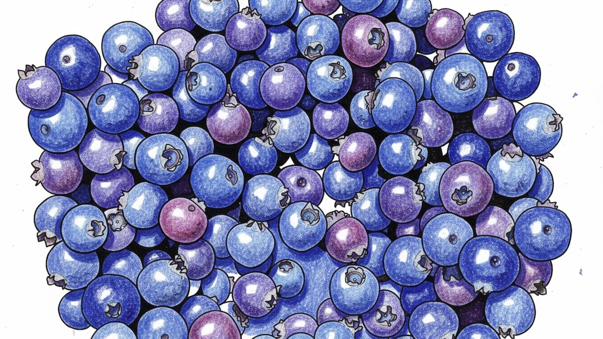 blueberries-photos-to-art