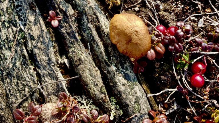 fall-colours-nunavut-eva-suluk