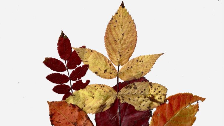 Proving that art is everywhere: With nothing more than a scanner and a handful of fallen leaves, participants at The Arts Incubator are discovering the accessible, high-impact possibilities of digital collage.