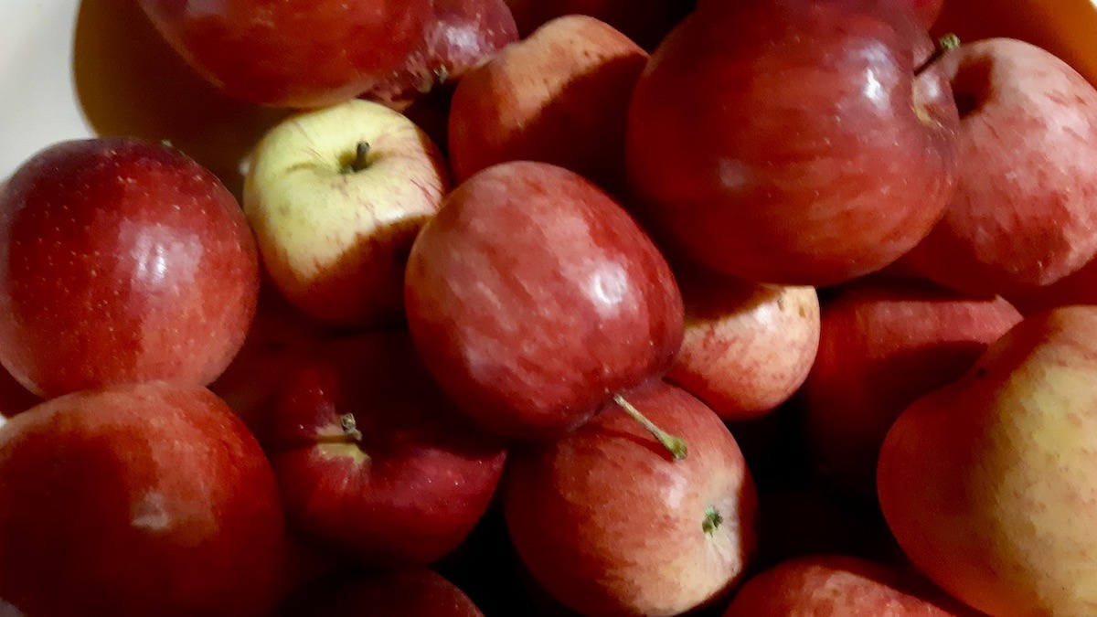 Fresh from the orchard—our northwestern Ontario apples are the sweetest way to close out the summer at the Land Lab.