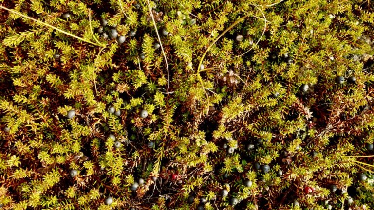 qunguliit-berry-picking-in-nunavut-eva-suluk