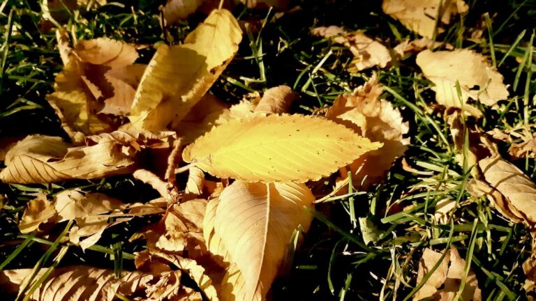 This week we’re capturing autumn’s colours—learning to use digital tools while sharing everyday seasonal moments in Winnipeg.