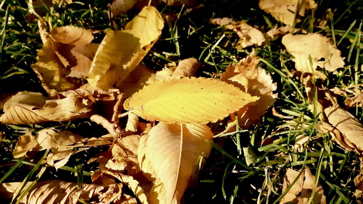 This week we’re capturing autumn’s colours—learning to use digital tools while sharing everyday seasonal moments in Winnipeg.