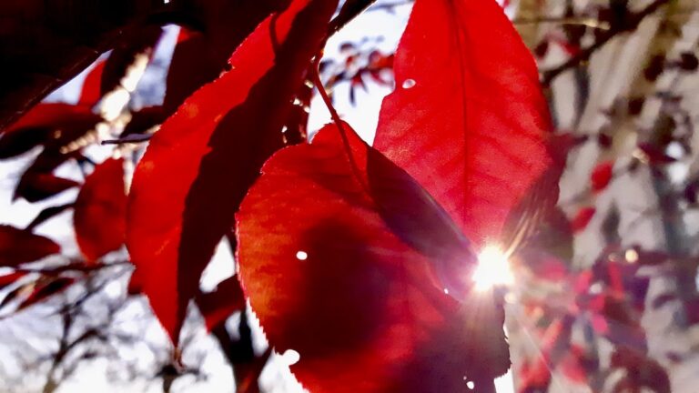 Autumn-leaves-winnipeg-arts-incubator-manitoba-arts