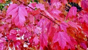 Nothing beats the colours of Winnipeg in late fall. It's a time we always look forward too.