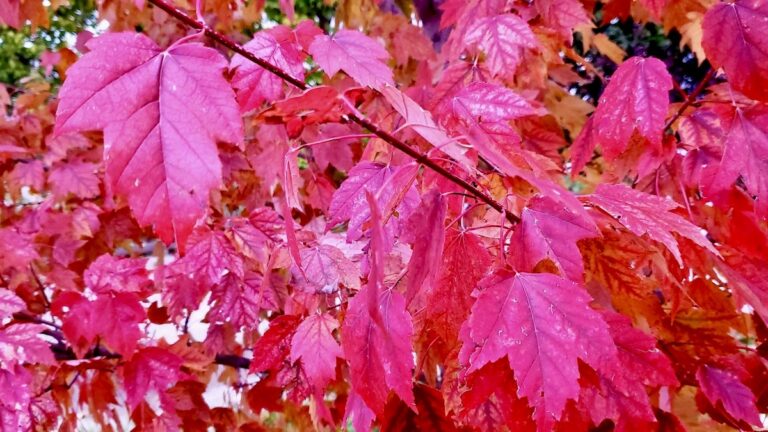 Nothing beats the colours of Winnipeg in late fall. It's a time we always look forward too.