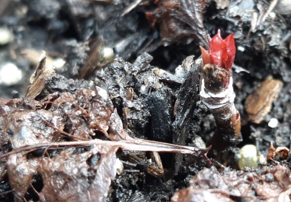 Nature’s resilience is on full display as our seeded apple trees triumphantly break dormancy after a long winter. These vibrant red buds represent the successful second chapter of our community-driven Land Lab orchard program!