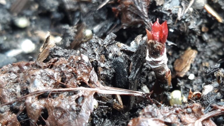 Nature’s resilience is on full display as our seeded apple trees triumphantly break dormancy after a long winter. These vibrant red buds represent the successful second chapter of our community-driven Land Lab orchard program!