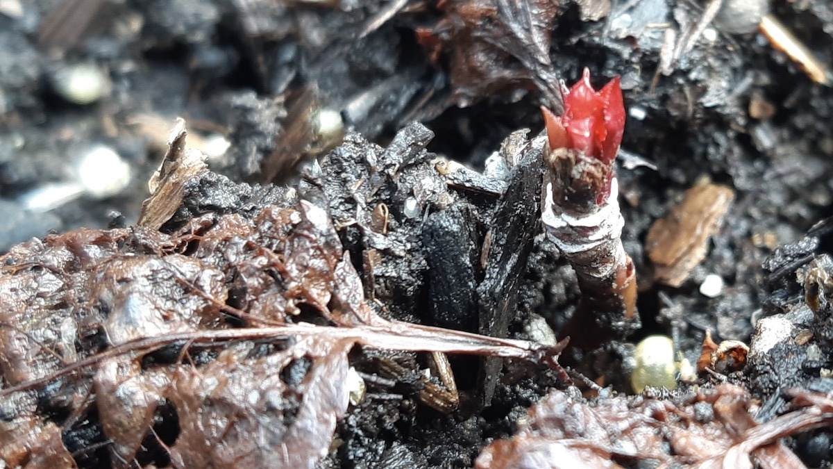 Nature’s resilience is on full display as our seeded apple trees triumphantly break dormancy after a long winter. These vibrant red buds represent the successful second chapter of our community-driven Land Lab orchard program!