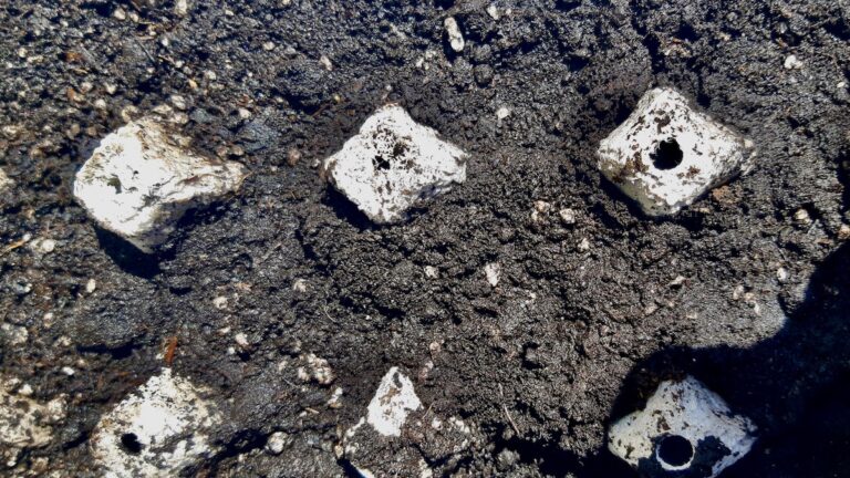 The Art Borups Corners Living Lab, one of our sister hubs in Northwestern Ontario started germinating Blood Flower Milkweed this month as part of their new Milkweed to Market project.