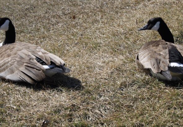 Canada Geese in Manitoba
