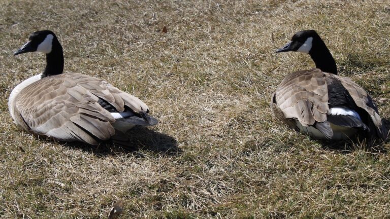Canada Geese in Manitoba